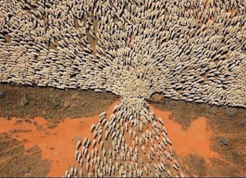 قانون گوسفندی